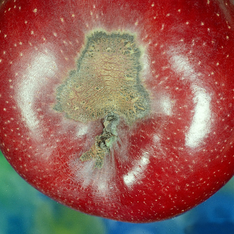 Apple scab