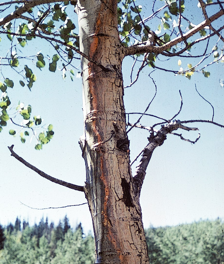 Cytospora canker on aspen