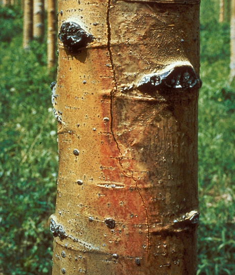 Cytospora canker on aspen