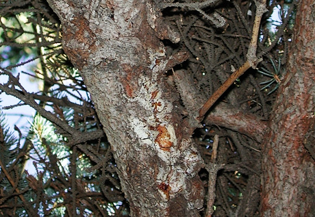 Cytospora canker on spruce