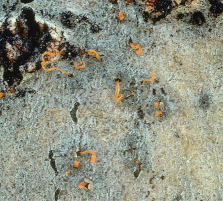 Cytospora canker fruiting bodies