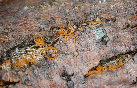 Cytospora canker fruiting bodies