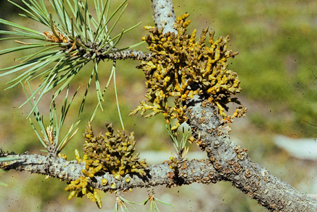 Dwarf mistletoe