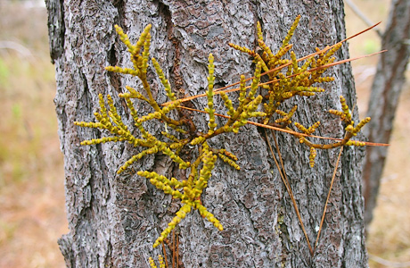 Dwarf mistletoe on ponderosa pine