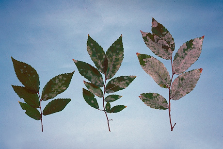 Powdery mildew on elm