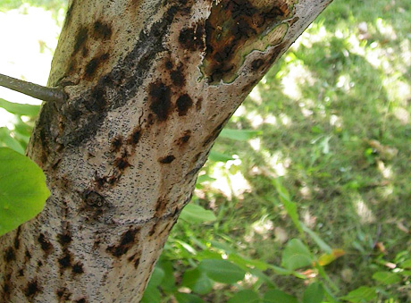 Thousand Cankers Disease