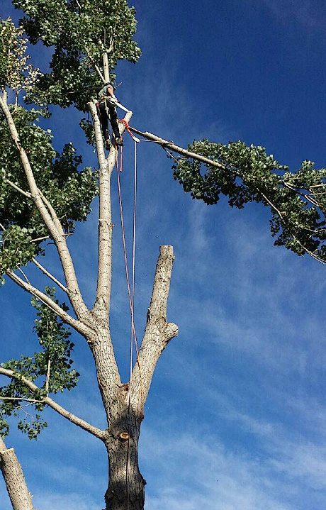 Tree Climbing Equipment