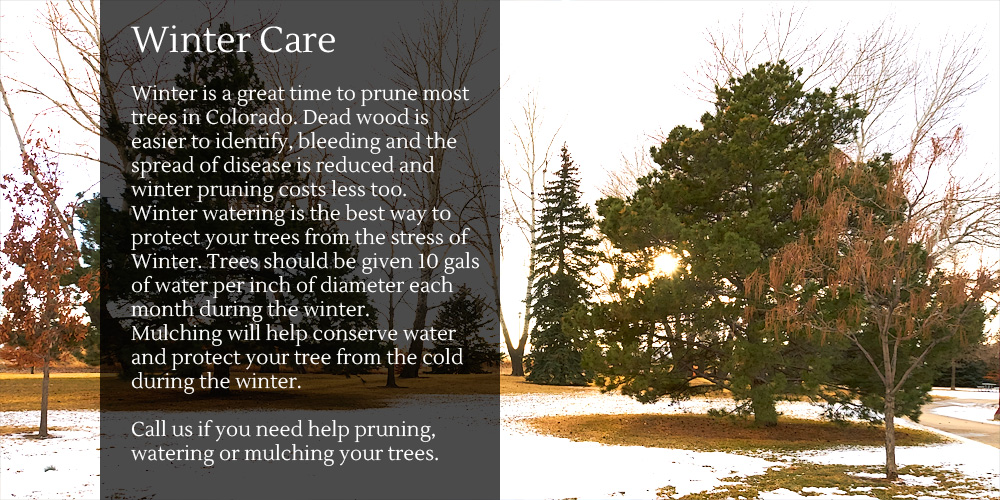 Winter Tree Care