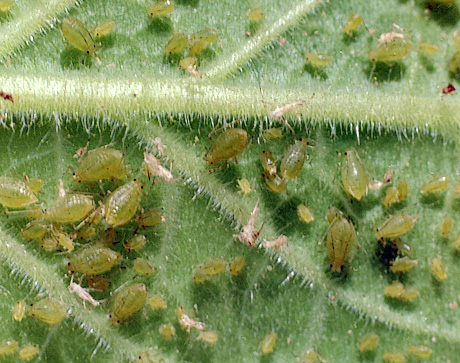 Aphids