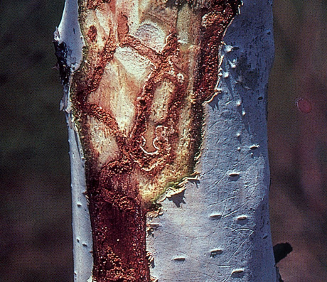 Bronze birch borer damage