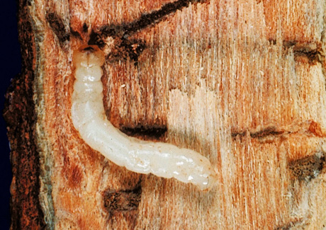 Bronze birch borer larvae