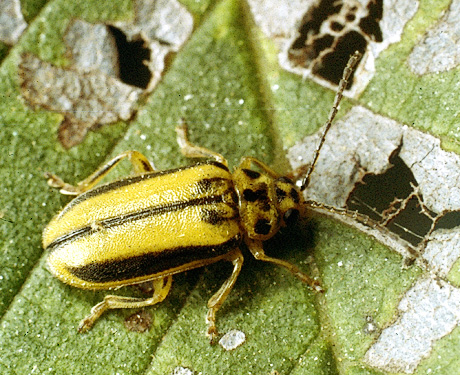 Elm Leaf Beetle