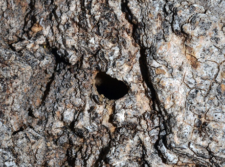 Emerald Ash Borer exit hole