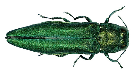 Emerald Ash Borer