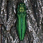 Emerald Ash Borer