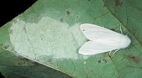 Fall WebWorm