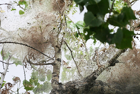 Fall Webworm tent web