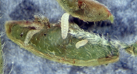 Honeylocust pod gall midge larvae