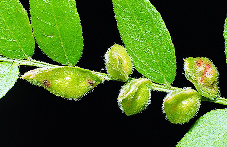 Honeylocust pod gall midge damage