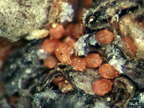 Honeylocust spider mites