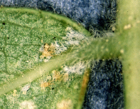 Honeylocust spider mites