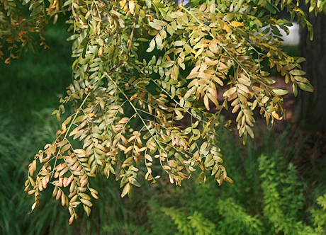 Honeylocust spider mite damage