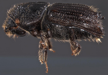 Ips Beetle