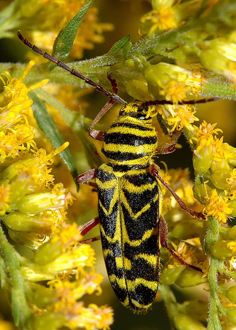 Locust Borer