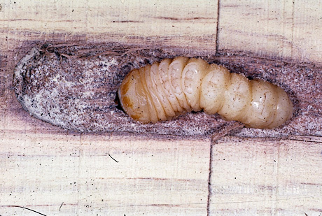 Locust Borer larvae