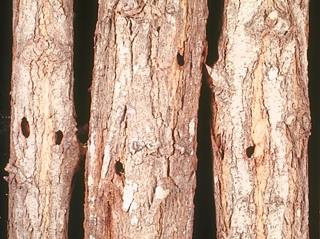 Locust Borer damage