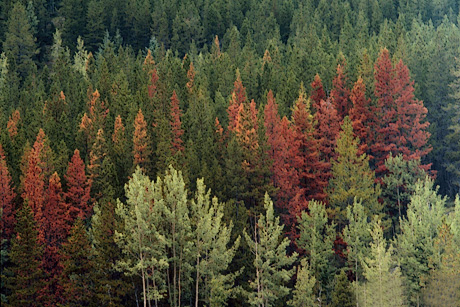 Mountain pine beetle damage