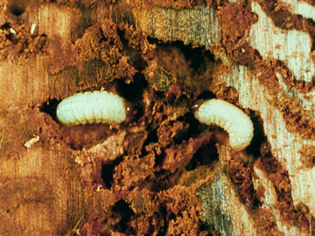 Mountain pine beetle larvae