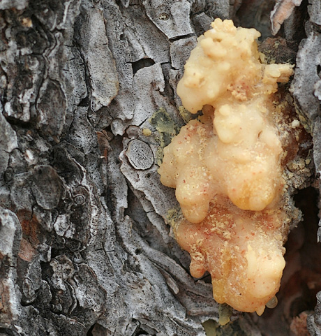 Mountain pine beetle damage