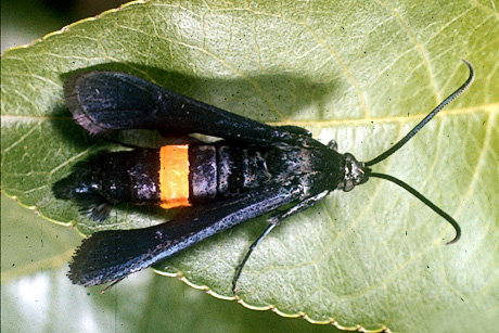 Adult female peach tree borer