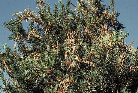 Pinyon tip moth damage