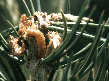 Pinyon tip moth damage