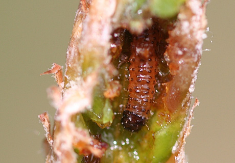 Pinyon tip moth larvae