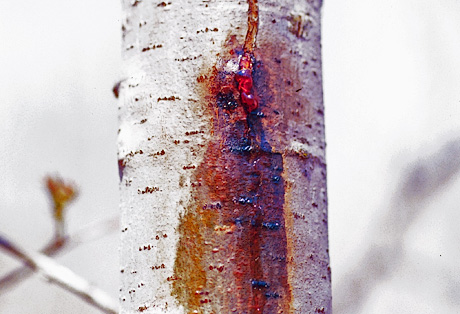 Poplar borer damage