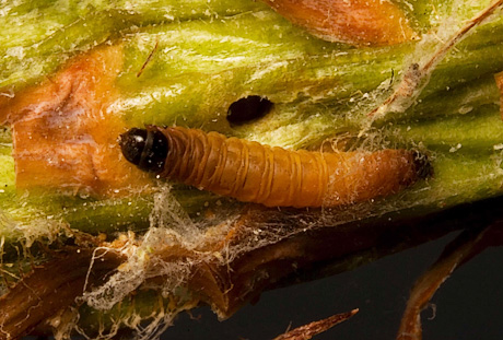 Ponderosa pine tip moth larvae