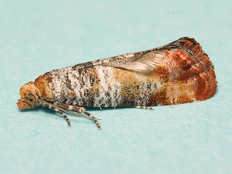 Adult ponderosa pine tip moth, a similar species