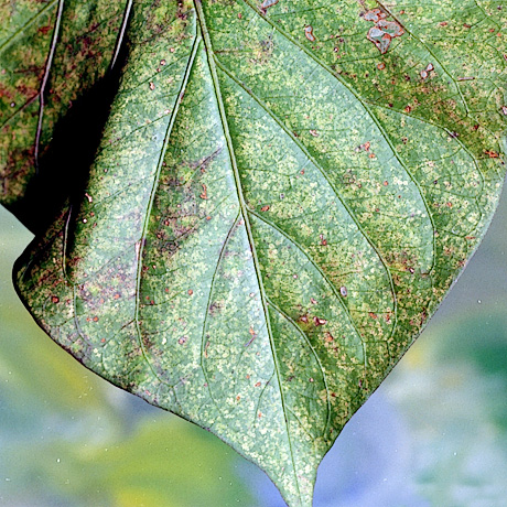 Spider mite damage