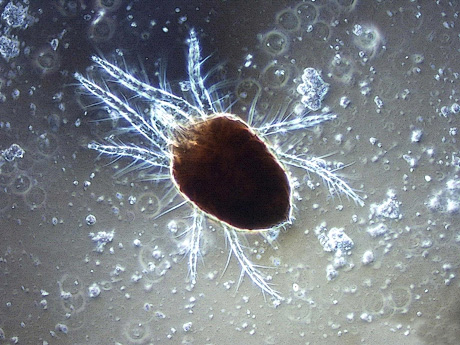 Spider mite closeup