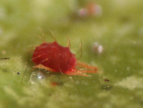 Spider mite on underside of leaf