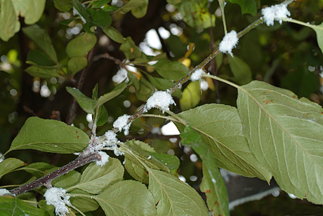 Woolly apple aphid