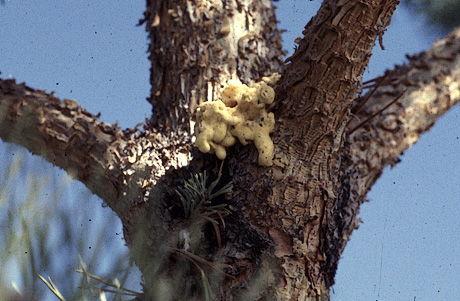 Zimmerman pine moth pitch mass