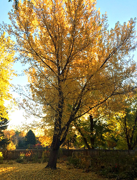 Ash tree in Fall color