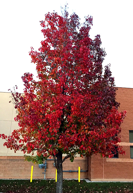 Bradford Pear in the Fall