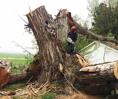 Removing a storm damaged willow