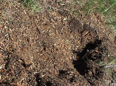 Stump Grinding