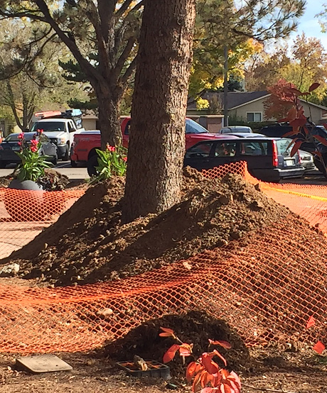 Damage Caused By Changing Soil Level Around The Tree